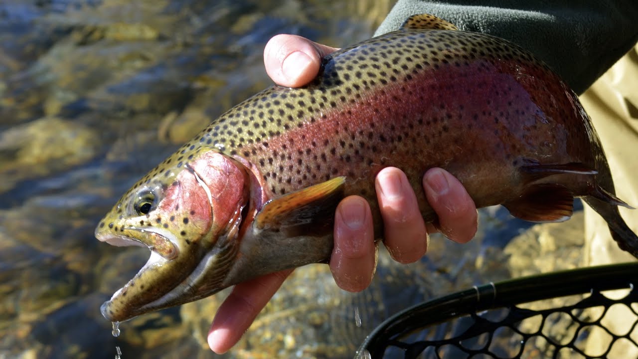 Fly Fishing Cheesman Canyon, (South Platte River): A Day in December