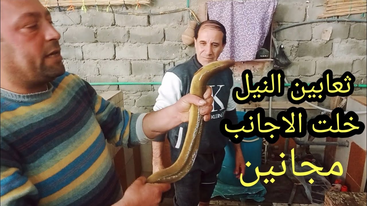 أسماك الثعابين جننت الغرب وقاره اسيا