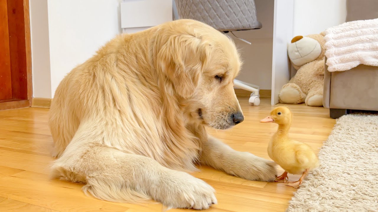 Golden Retriever Meets Baby Duckling for the First Time