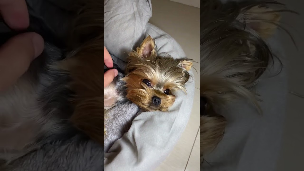 #minimia #йоркширскийтерьер