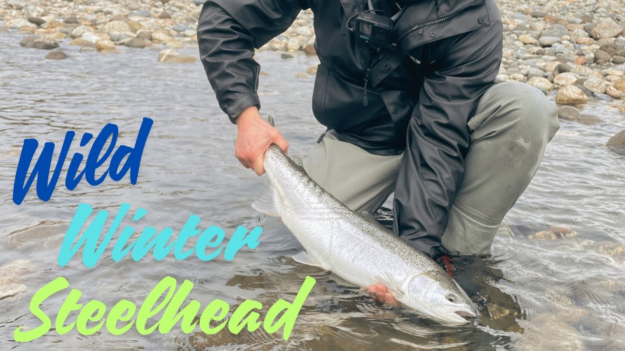 Washington Winter Steelhead with Mixed Metals Outdoors!