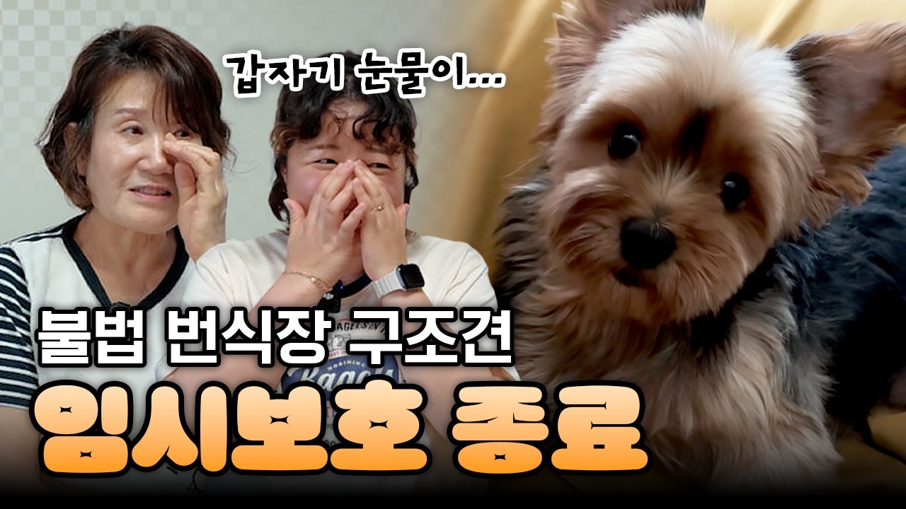 보고 싶을 거야, 잘 지내 l 🏠후추야 집밥먹자 EP.12 최종화 - 입양 l From a Breeding Mill to a Forever Home