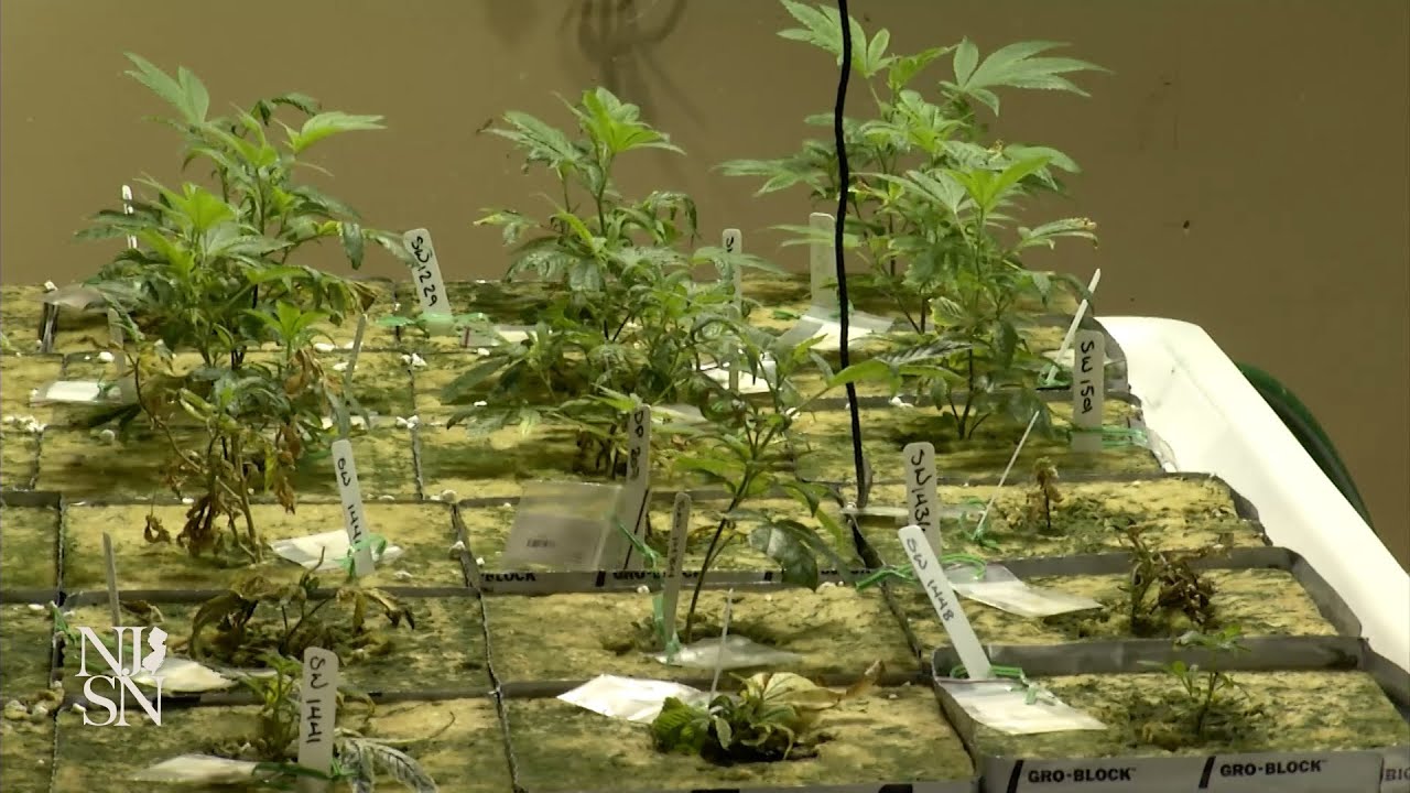 New legislation to allow home-grown cannabis