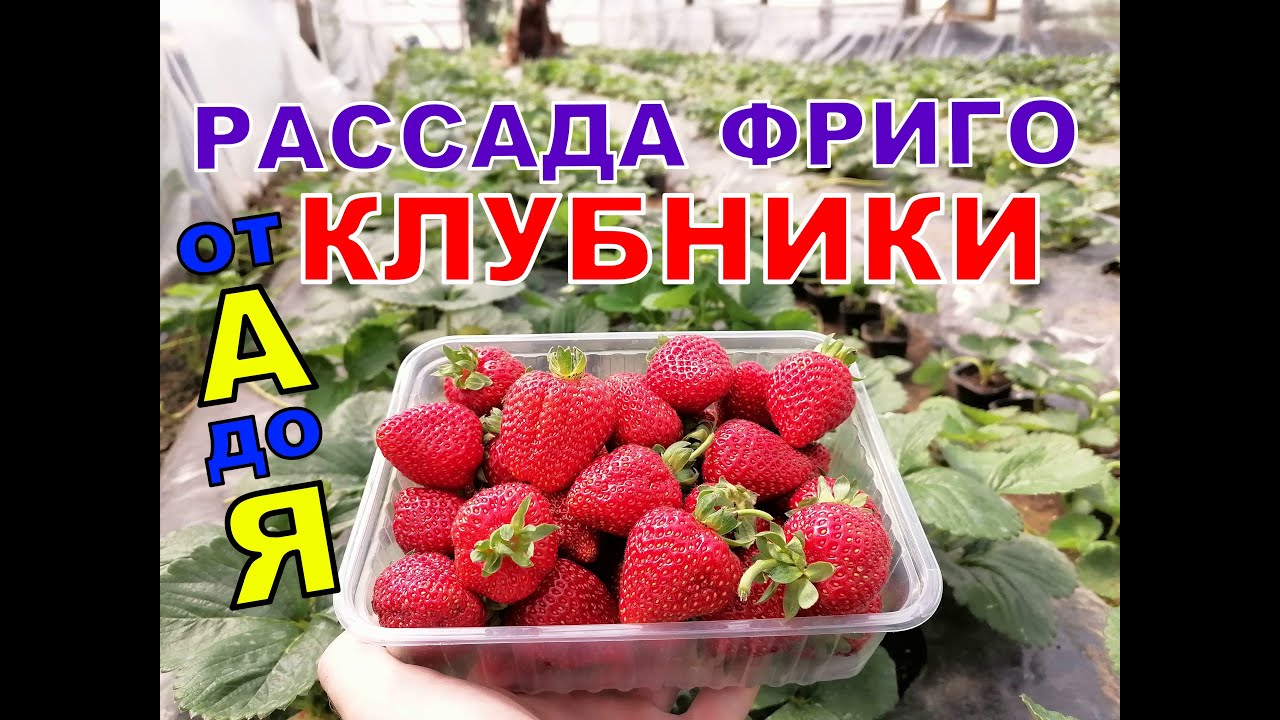 Выращивание фриго рассады клубники от покупки и посадки до сбора ягоды!