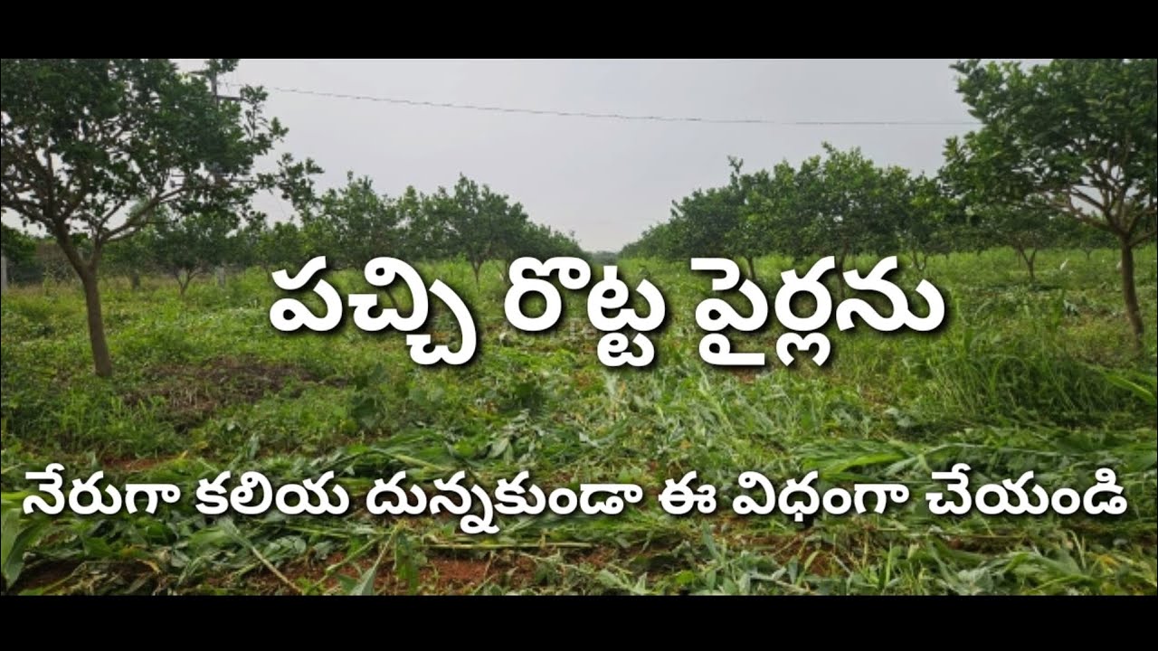 పచ్చి రొట్ట ఎరువులు | పచ్చి రొట్ట ఎరువుల సాగు | Green manure crops | 