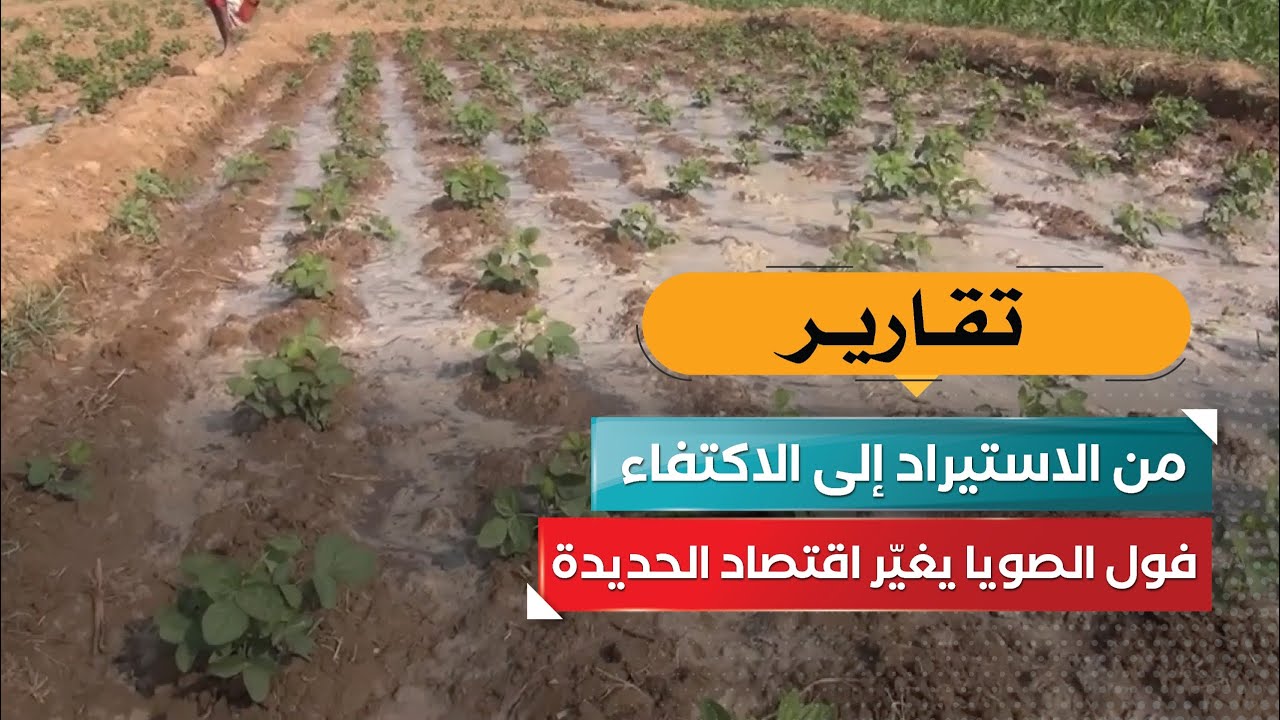 من الاستيراد إلى الاكتفاء… فول الصويا يغيّر اقتصاد الحديدة!