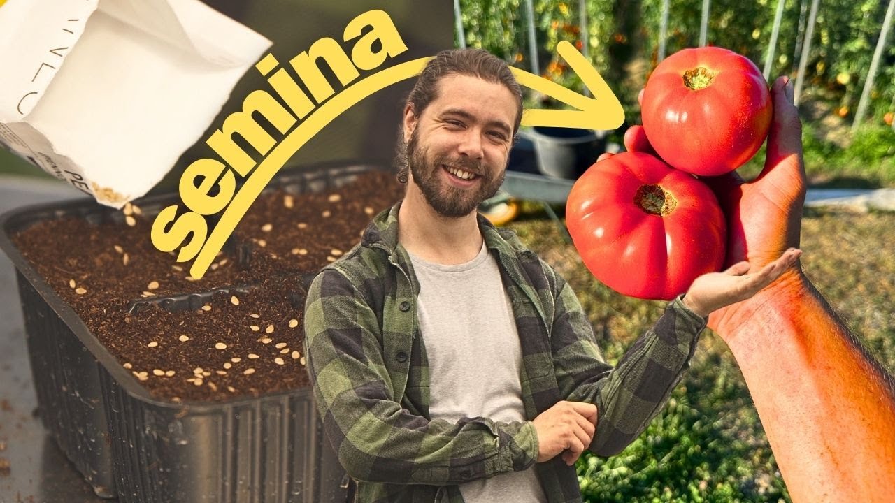 POMODORI dalla SEMINA alla RACCOLTA: Tutto quello che Devi Sapere!