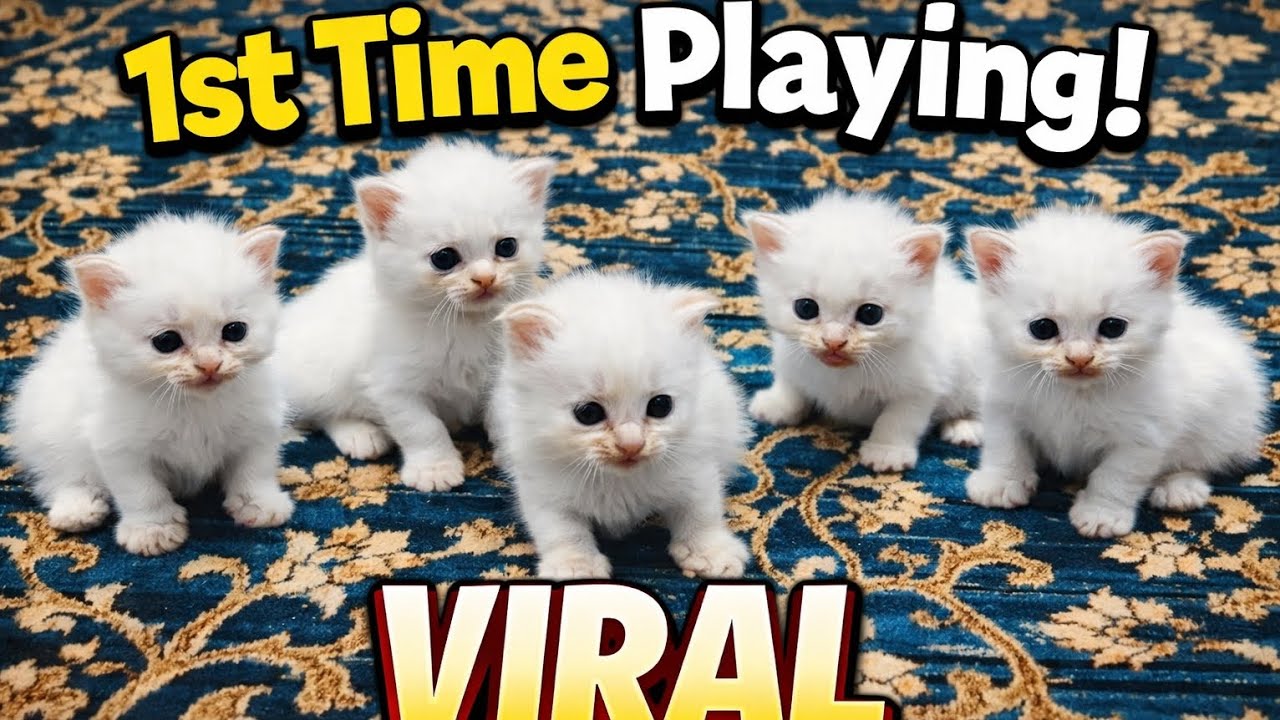 5 Cute White Kittens First Time Playing Together 😍 | Viral Kitten Video
