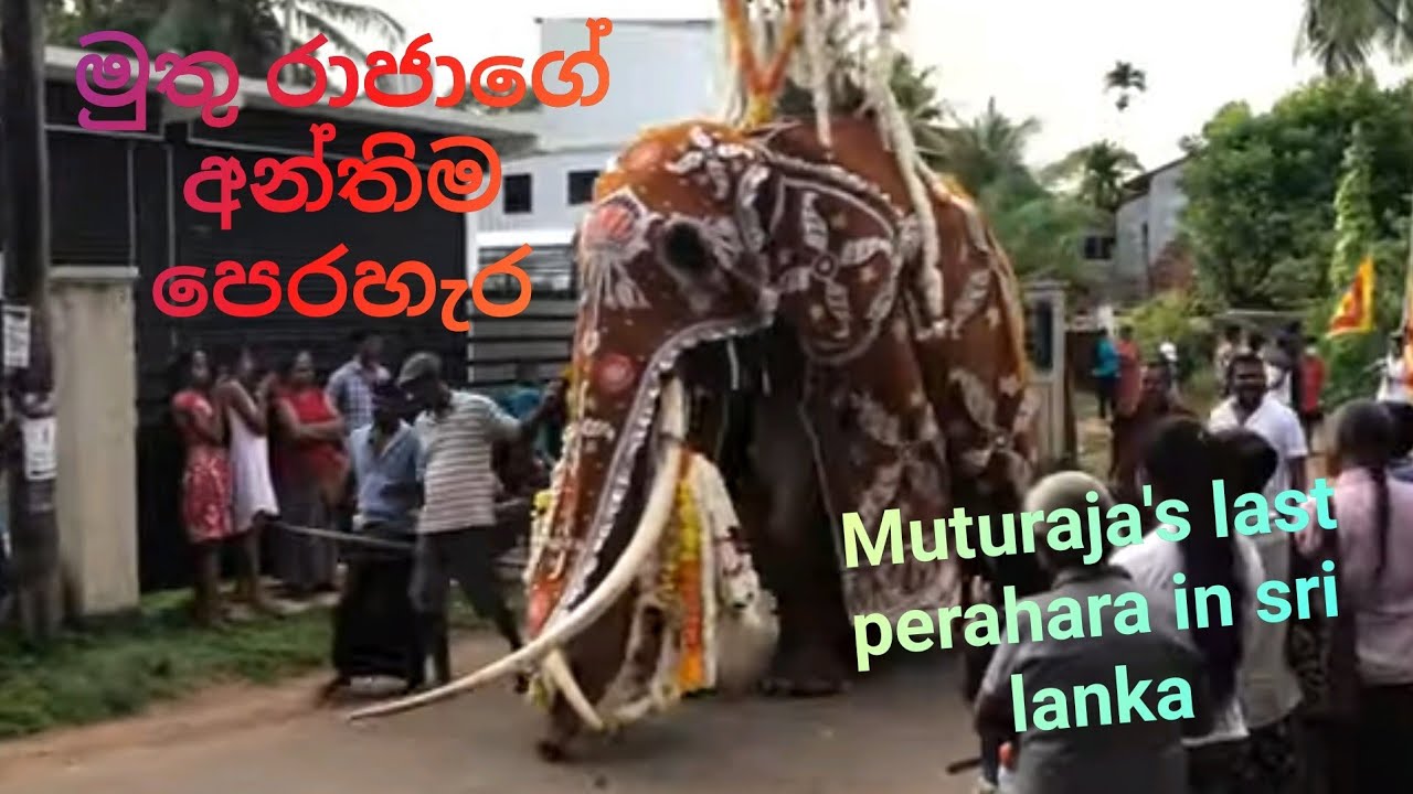 Muturaja Elephant's last perahara in Sri lanka | මුතු රාජා ගේ අන්තිම පෙරහැර?