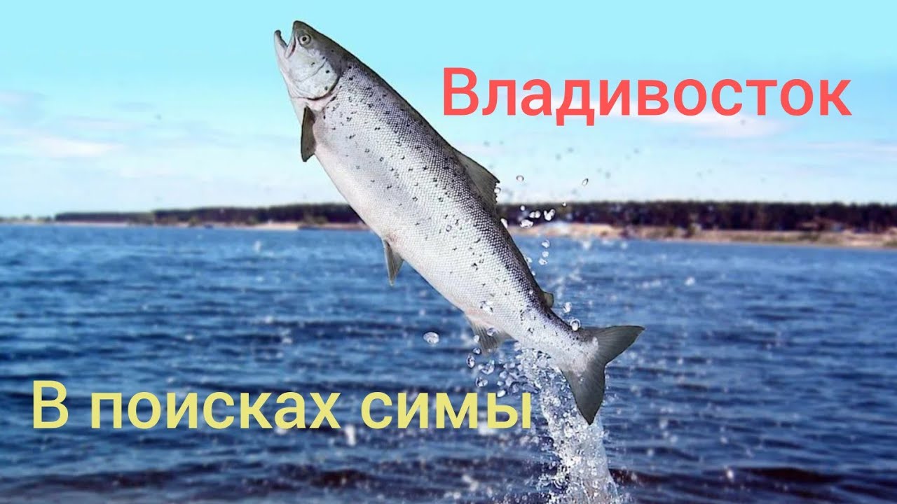 Рыбалка Владивосток 2024. Сима.
