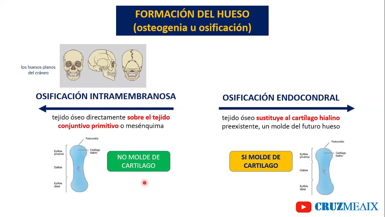 TEJIDO OSEO parte 02: OSTEOBLASTO. OSIFICACION INTERMEMBRANOSA Y ENDOCONDRAL.