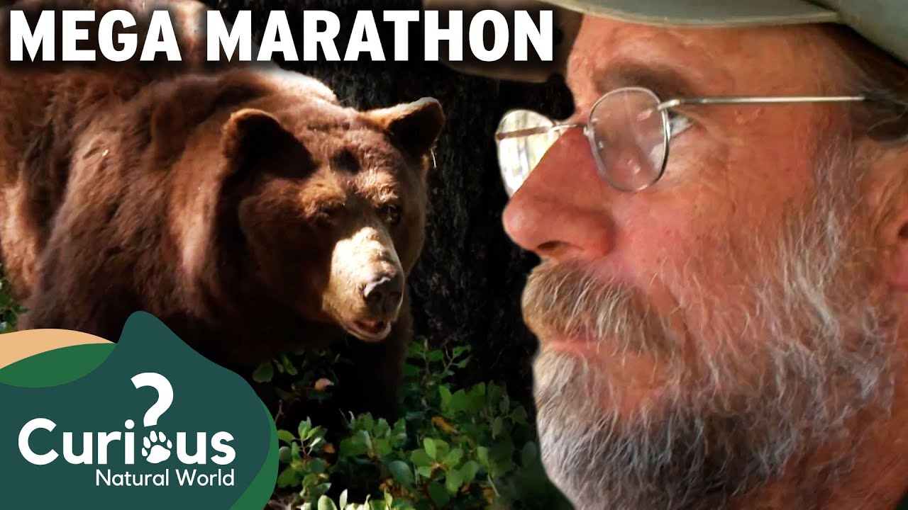 Brave Bear Whisperer Steve Searles Explores Mammoth Lakes  | Curious?: Natural World