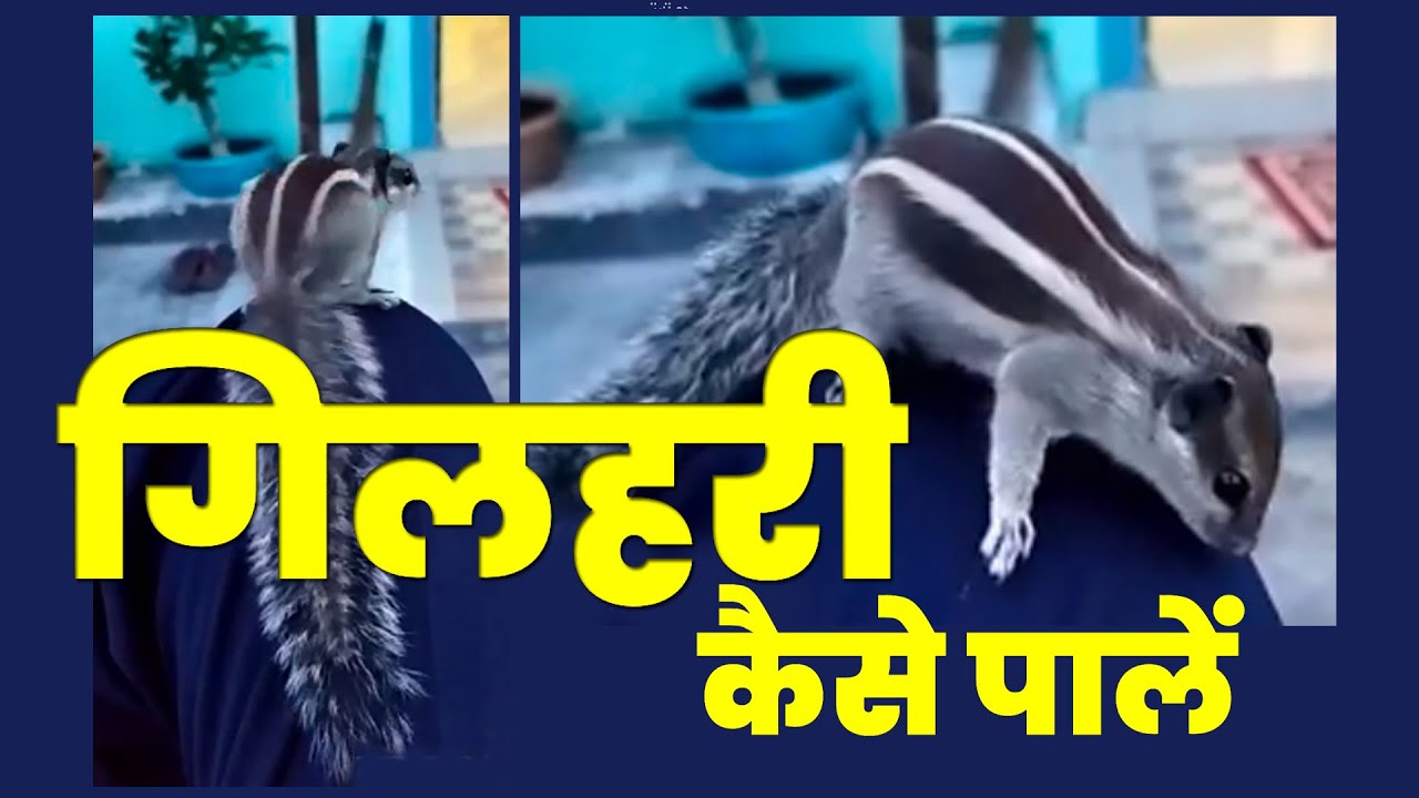 How to Pet an #indian #Palm #squirrel   @GurturGoth​