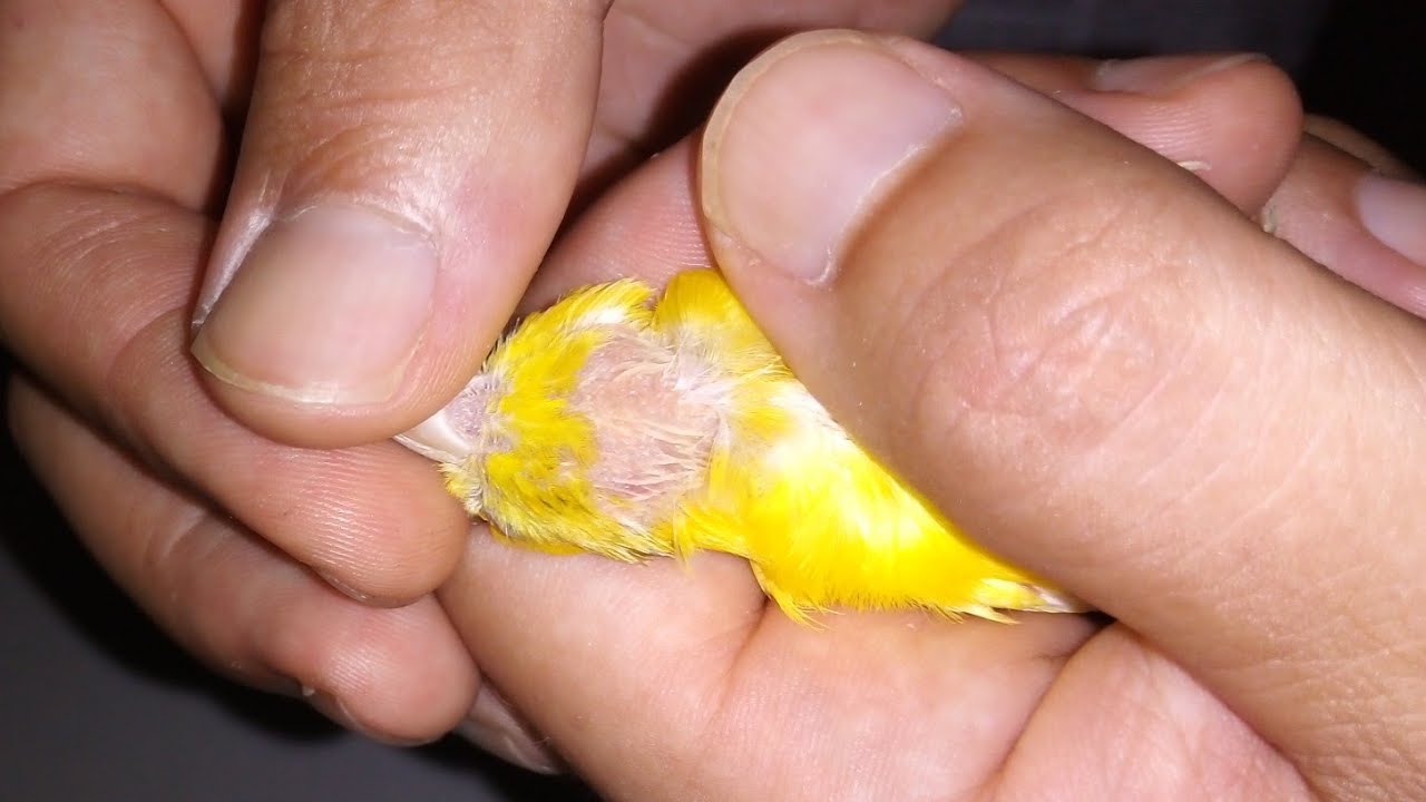 TRATAMIENTO NATURAL PARA LAS CALVAS CAUSADAS POR HONGOS Y ÁCAROS EN LOS PÁJAROS.