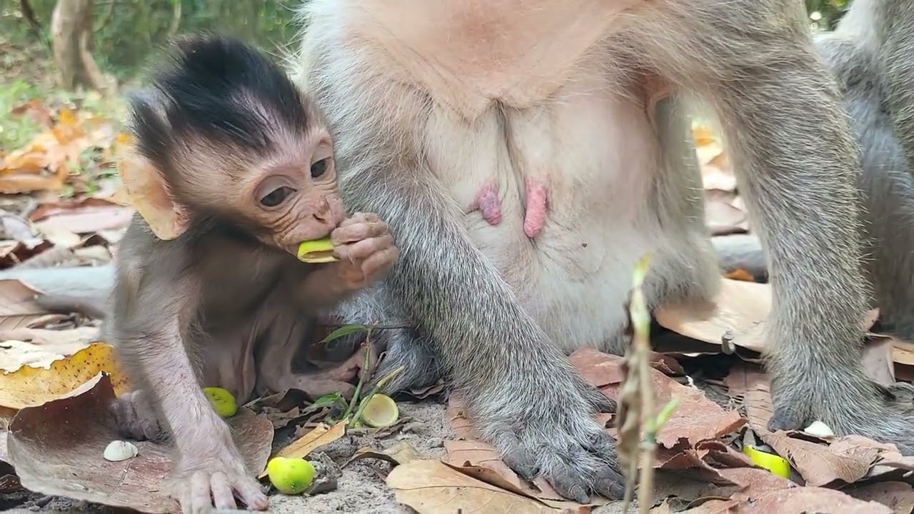 Scarlet feels hungry while waiting sharing and baby Sterling so adorable💛🐒