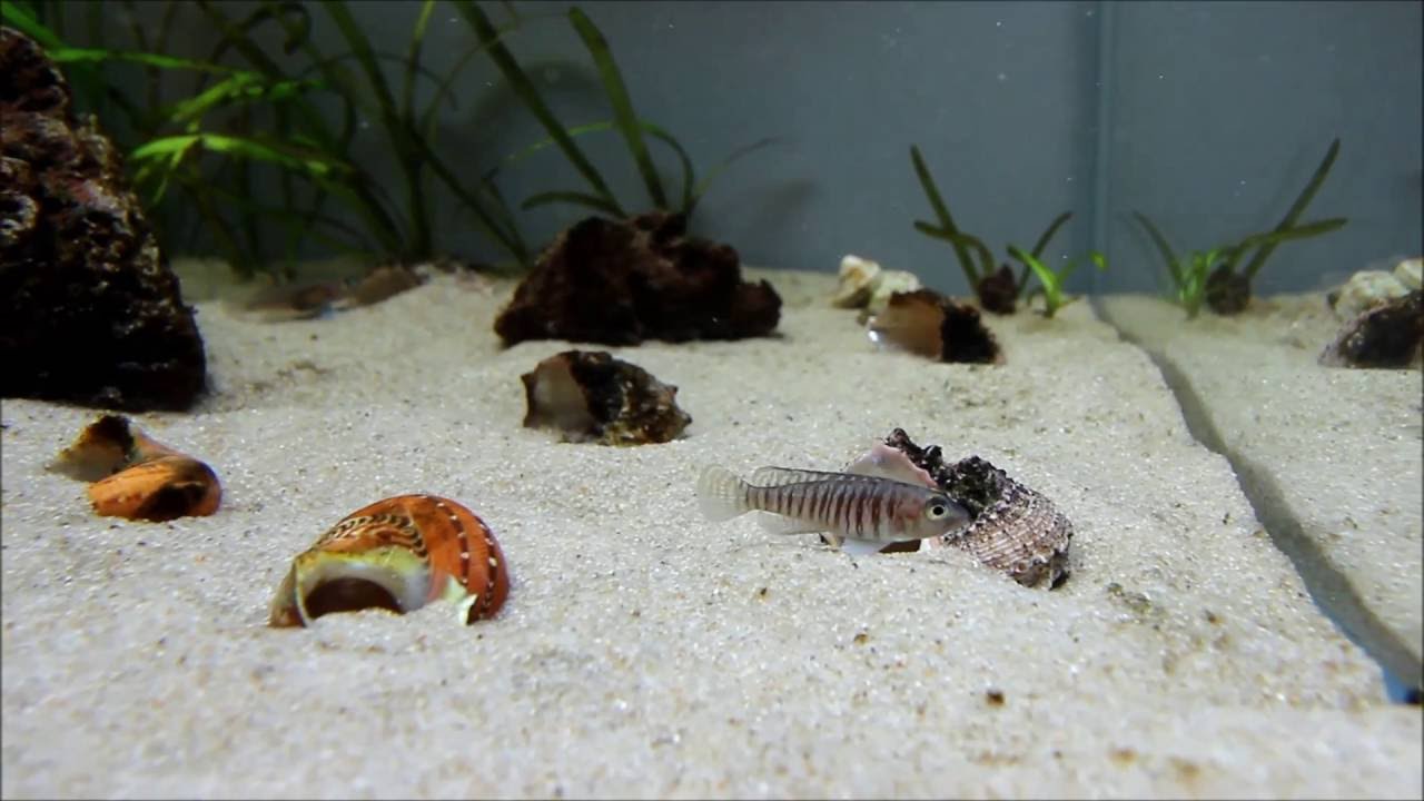 Neolamprologus signatus - Танганьика 180л