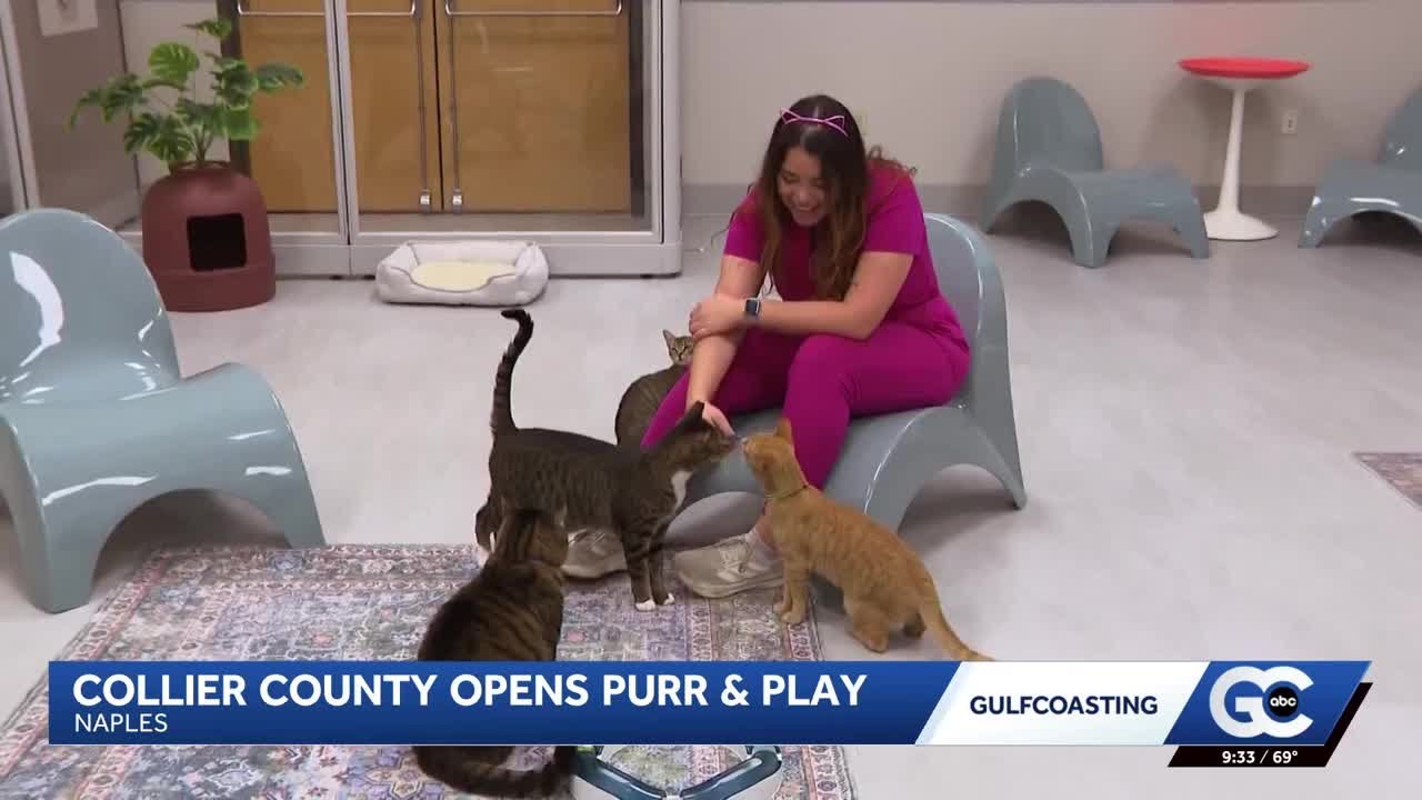 Purr & Play opens in Collier County