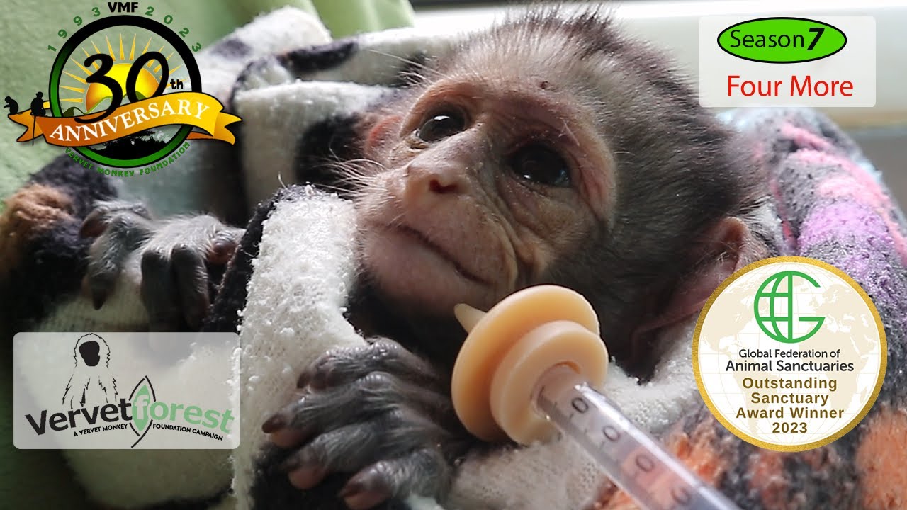 4 Baby Orphan Monkeys' Unbelievable Stories of Survival 🐒💔