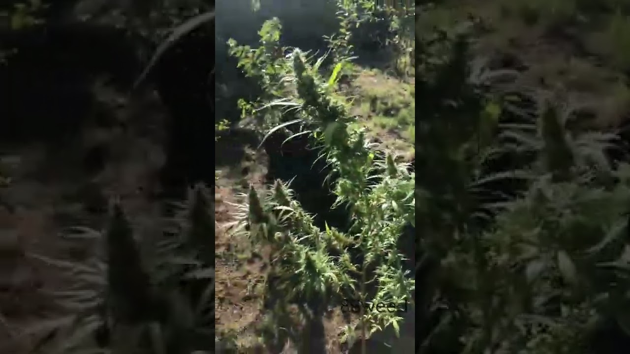 88Weed Devil time￼  Sativa Indica hybrid￼Organic￼2021