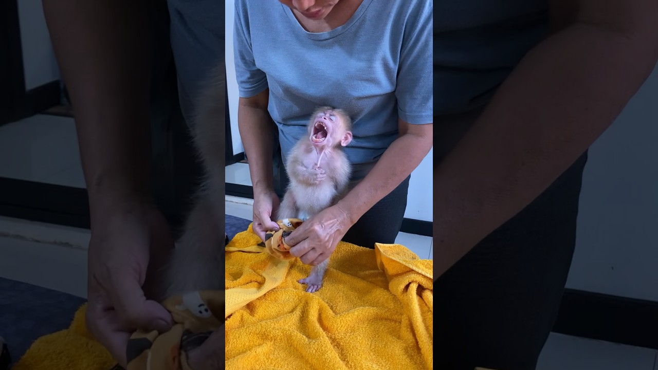 #monkey #monkey4u #babyanimal #cute #funymonkey #babymonkey #animals #monkeyplay #babyprimate