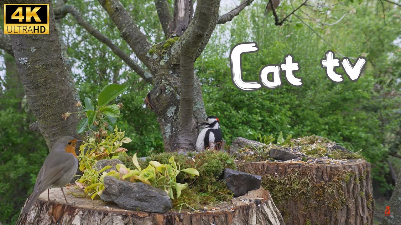 Cat TV for cats to watch | Tree feeder 4K