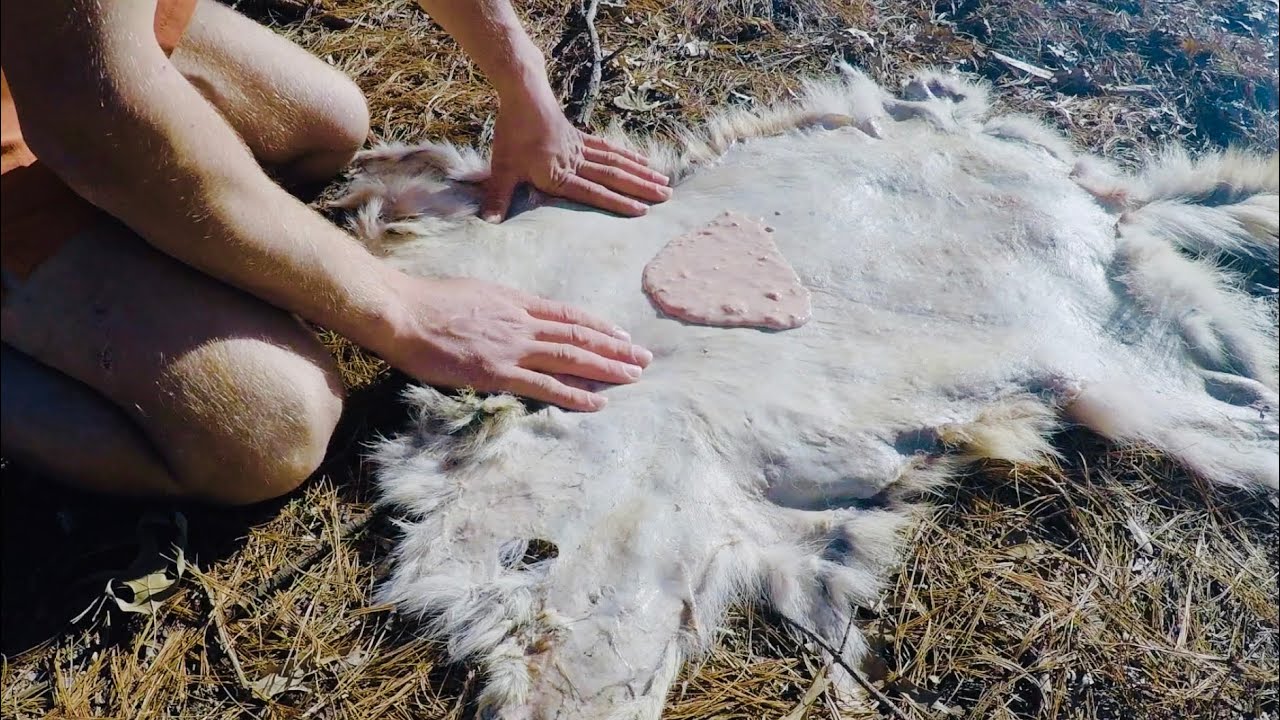 How to Braintan and Soften Coyote Hide