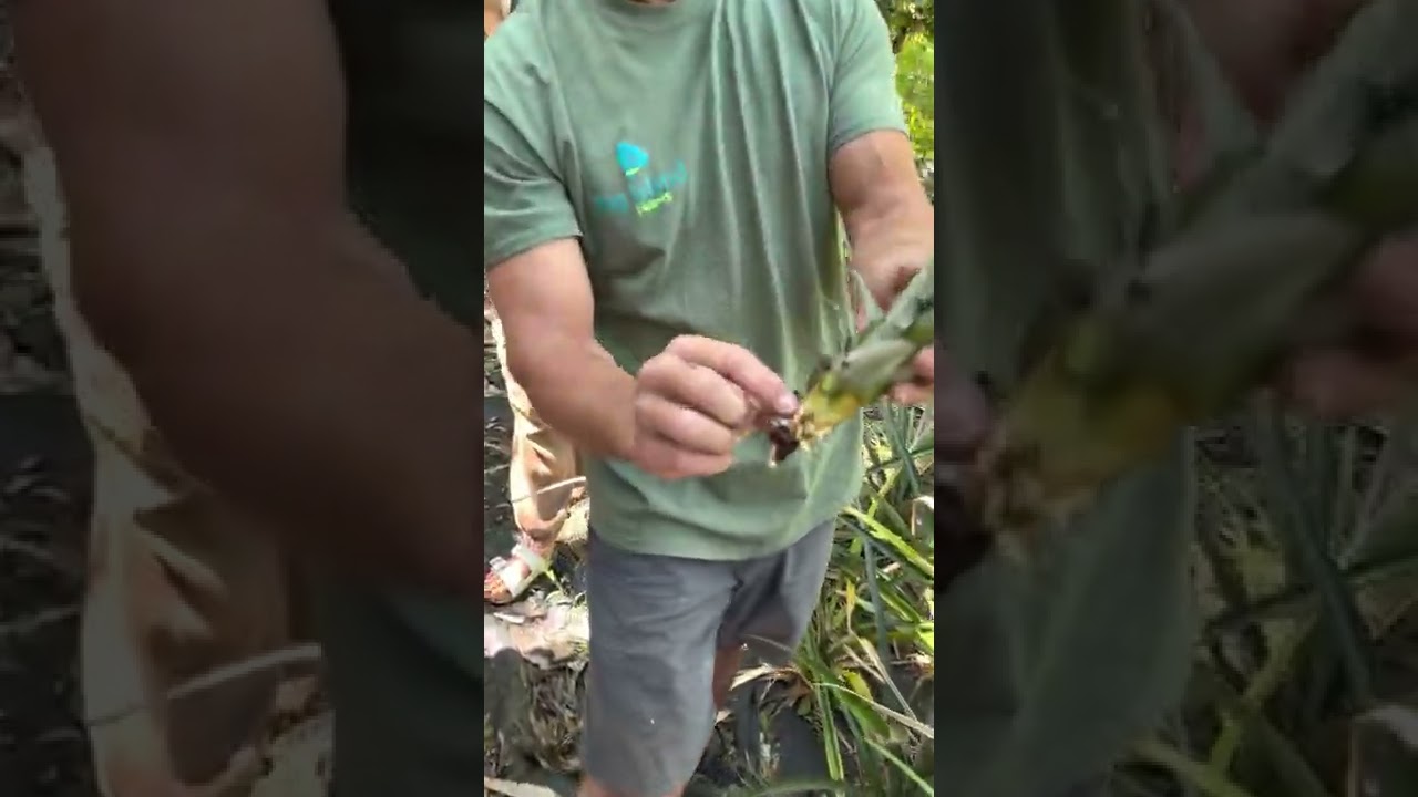 Big Island Farms privately guided tour