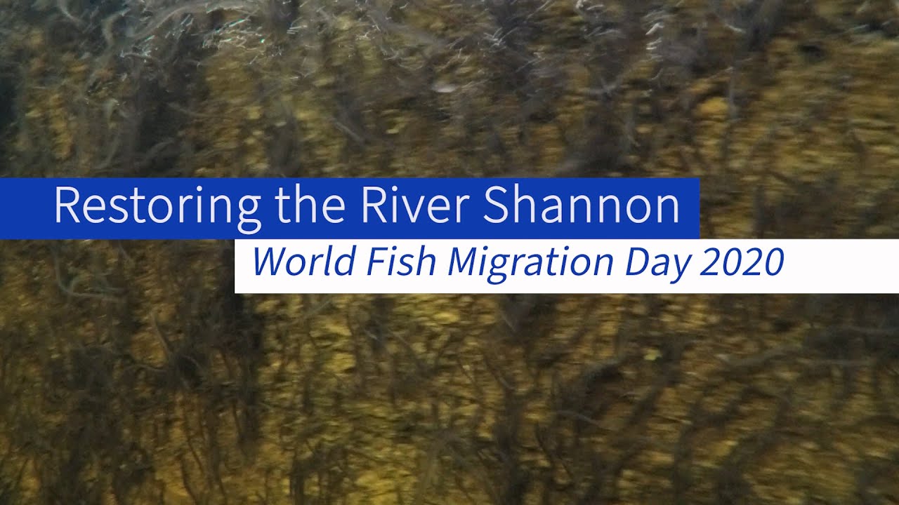 Restoring the River Shannon, Part 1 - Eels