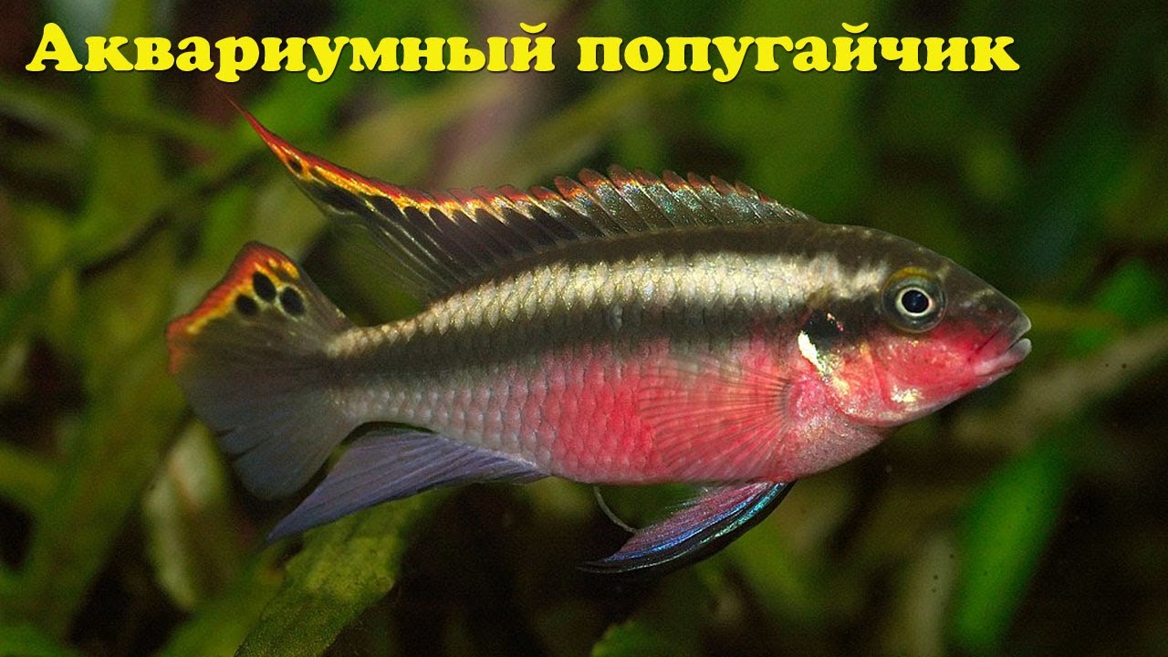 Аквариумный попугайчик - Pelvicachromis pulcher