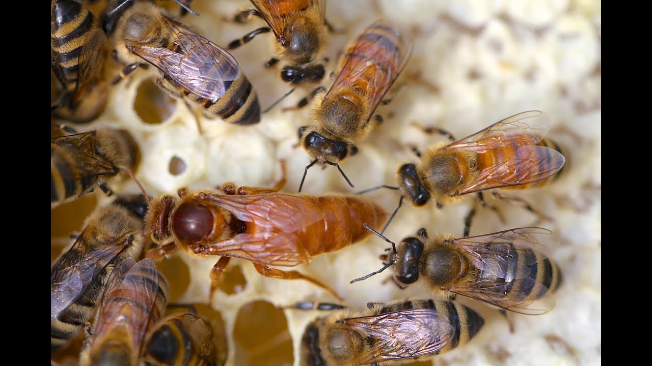 Quando e come rinnovare le regine del proprio apiario?