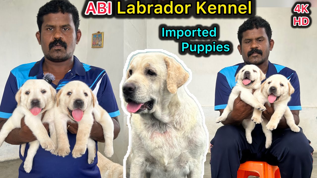 Labrador Puppy's |💥Imported Lab Puppies for sale | Top Quality Dog's | Lab training #dogstamil