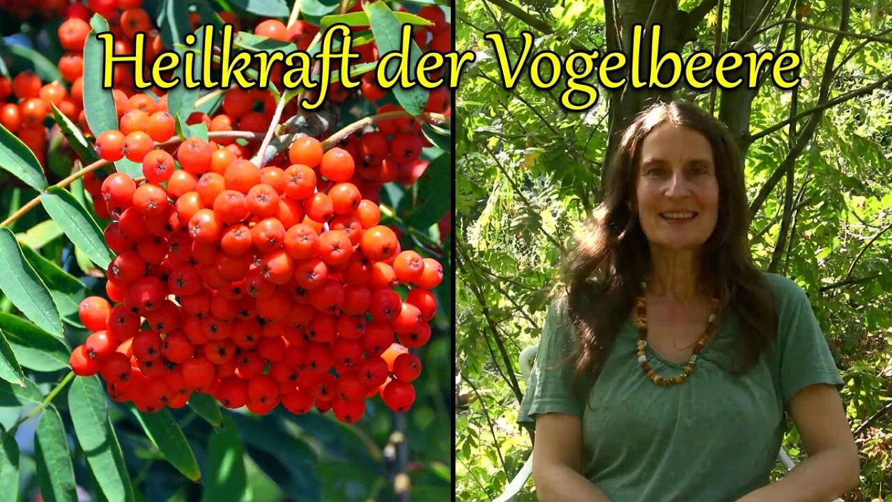 Die Heilkraft der Vogelbeeren