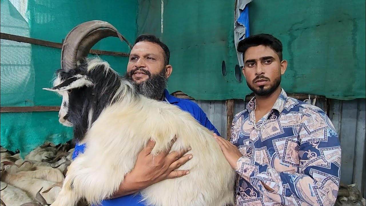 3rd Truck Bharke Aagaye | Saste Main Full Exotic Xing Goats  | Krypton Goat Farm Mumbai.