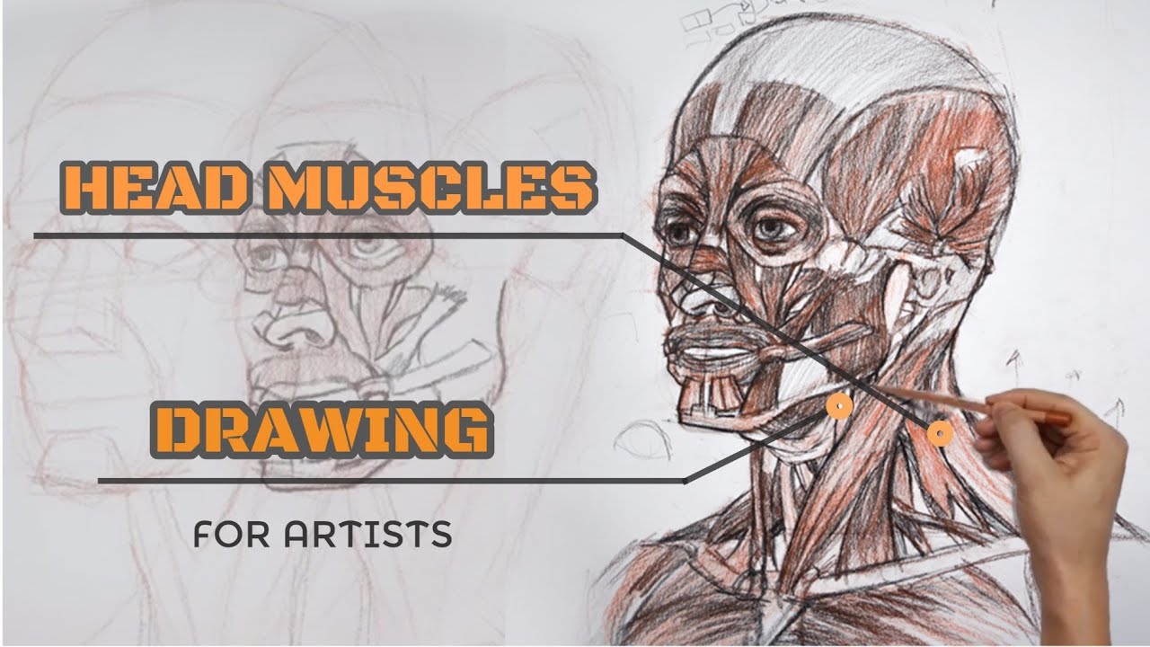 Head Drawing I رسم عضلات الوجه للفنانين