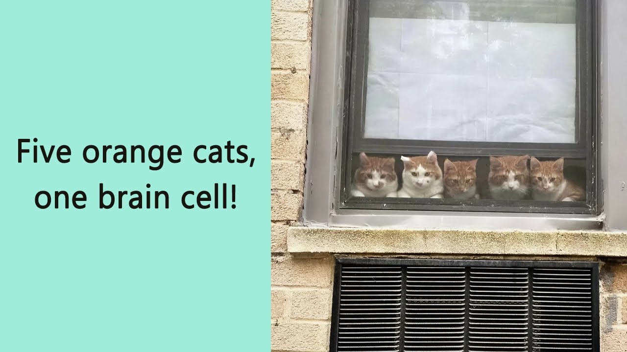 50 Times People Spotted Kitties Sitting at the Window — And These New Pics Are Too Cute to Ignore
