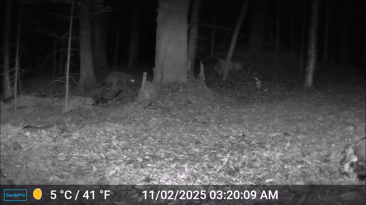 ASMR - Maine Highlands CritterCam  Skunk, pine marten and ravens Moose carcass 11/1 pm to 11/2/25 am