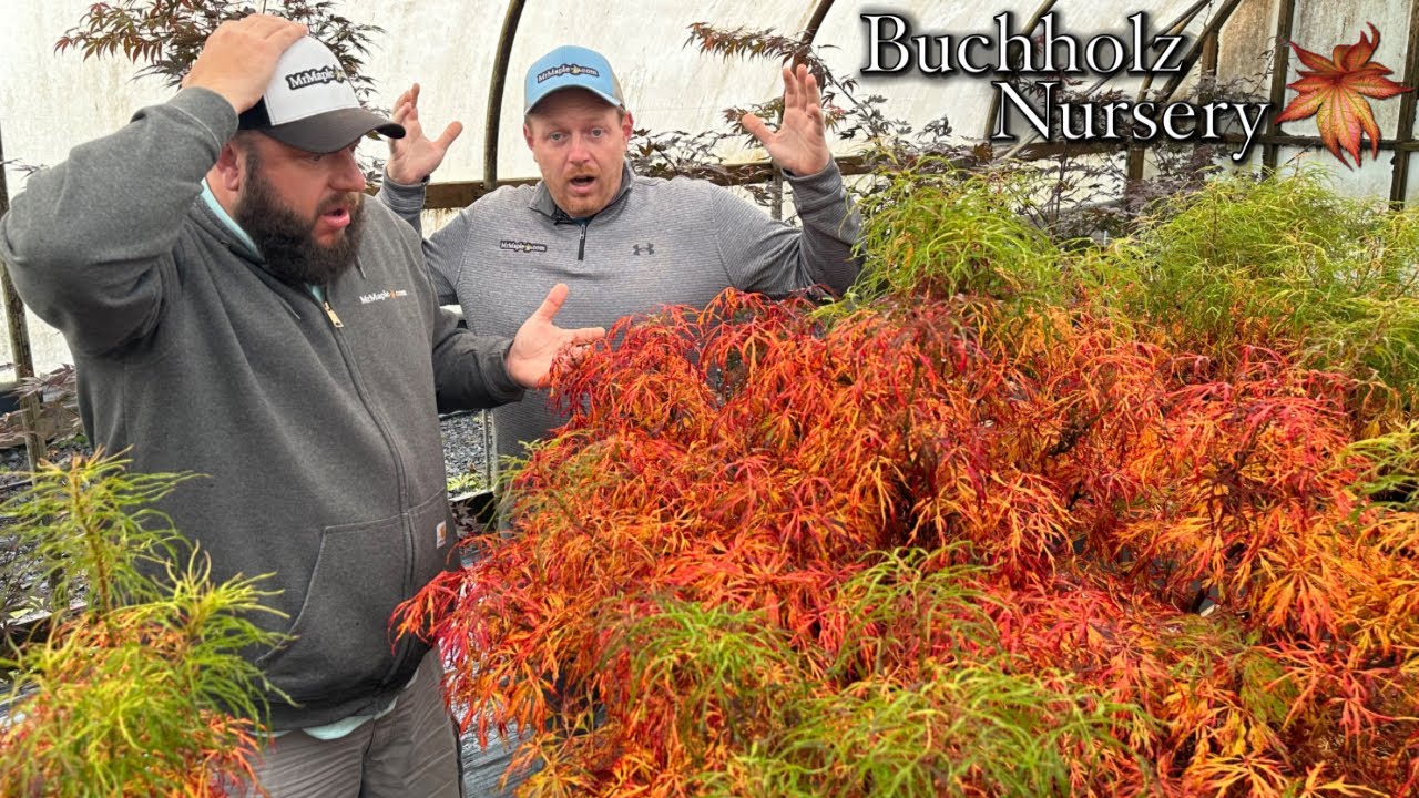 Acer japonicum X 'Gossamer' Dwarf Full Moon Japanese Maple at Buchholz Nursery
