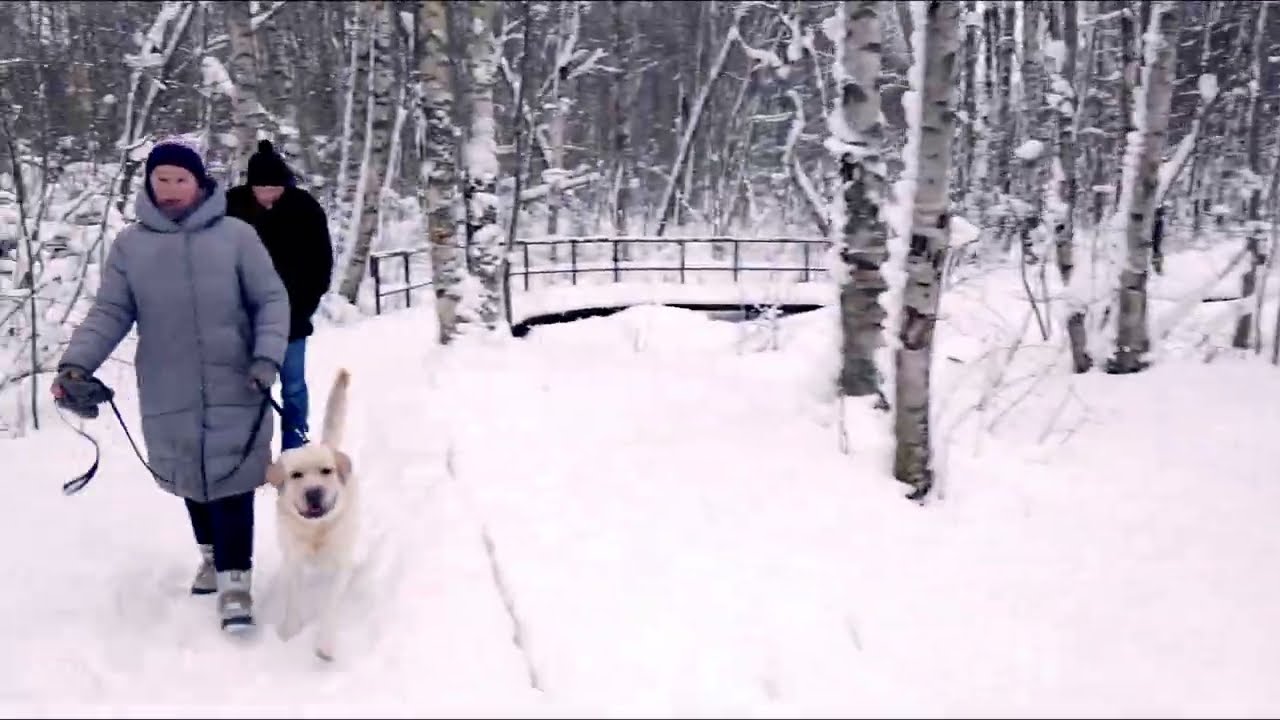Snowy Fairy-Tale Forest | 1 Hour | No AI