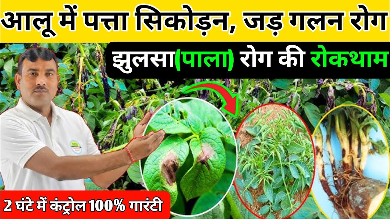 आलू में जड़ गलन, पत्ता सिकुड़न और झुलसा रोग मात्र 1 स्प्रे मे कंट्रोल 100% गारंटी/Allu me jhulsa rog