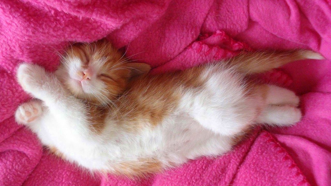 Cute Sleeping Cat Videos Compilation 2017