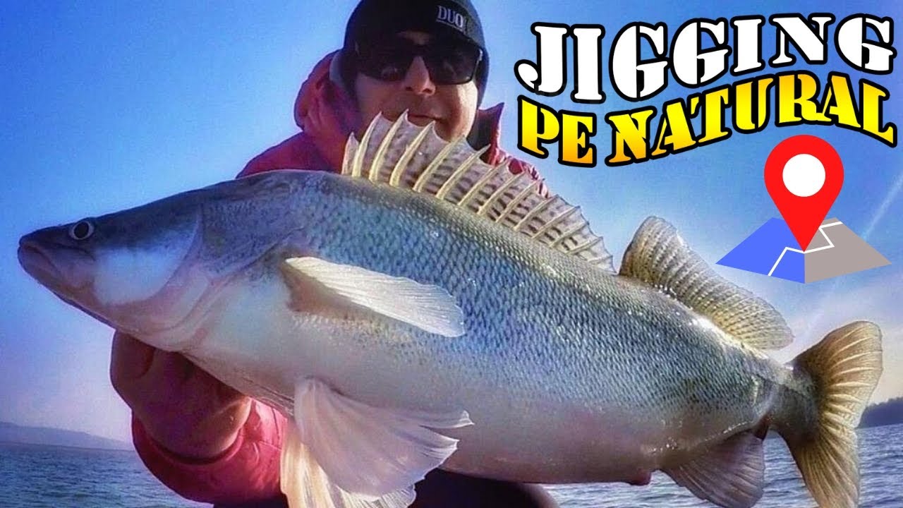 Surprize pe natural. Salau mare pe raul Arges. Zander Fishing.