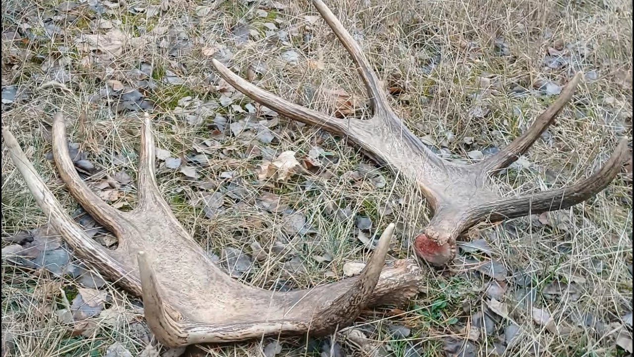 zrzuty 2024/25 świeża para rosoch łosia 6 kg