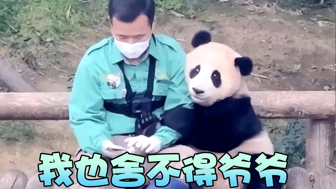 “即将回国”福宝：姜爷爷夸孙女聪明，离别来临爷爷采访不舍落泪【追娱秀场】