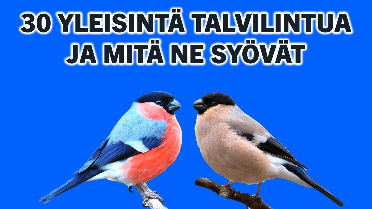 Talvilintujen tunnistus- ja ruokintaopas - Yleisimmät lintulaudan vieraat ja mitä ne syövät