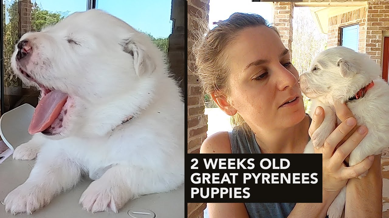 Great Pyrenees Puppies - 2 Weeks Old