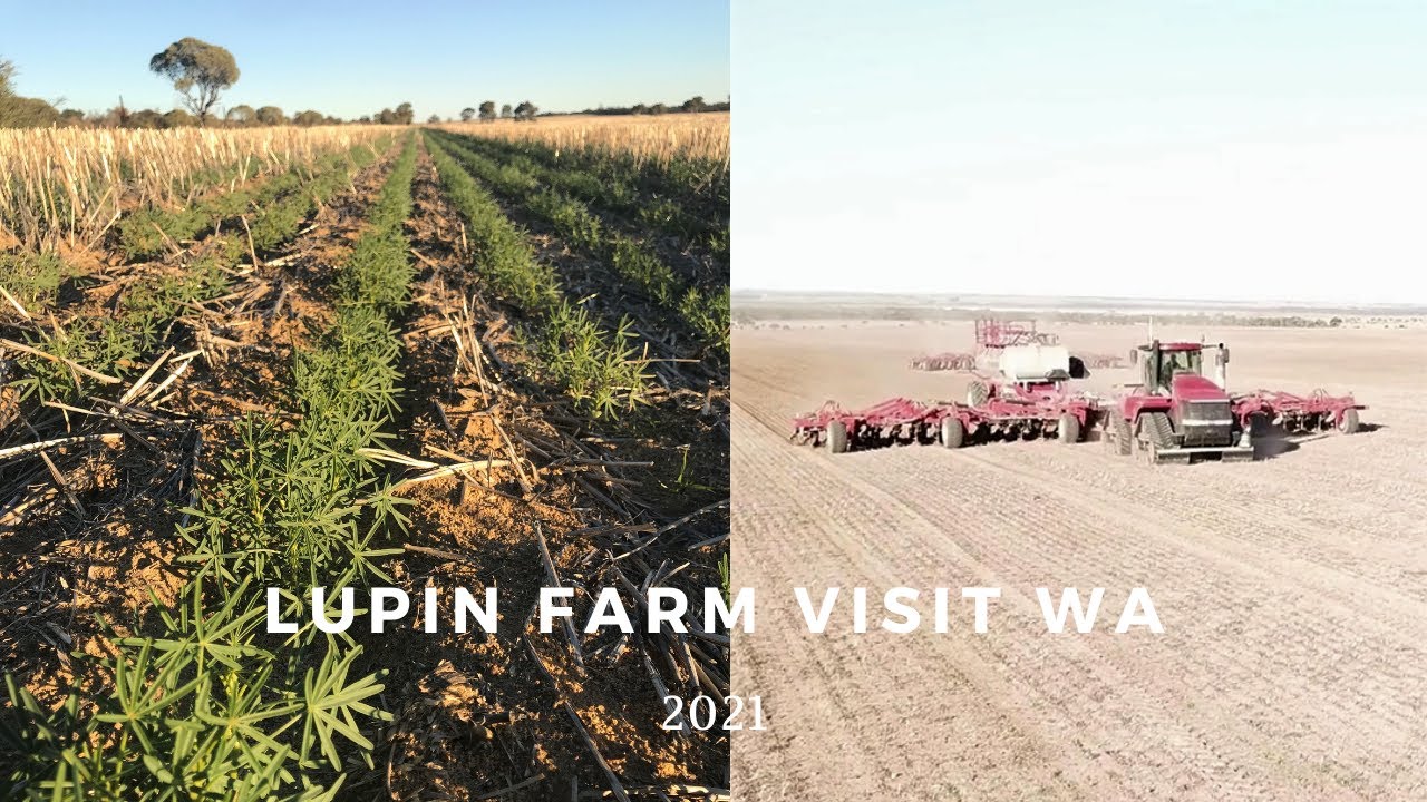 Lupin Farm Visit - Seeding June 2021
