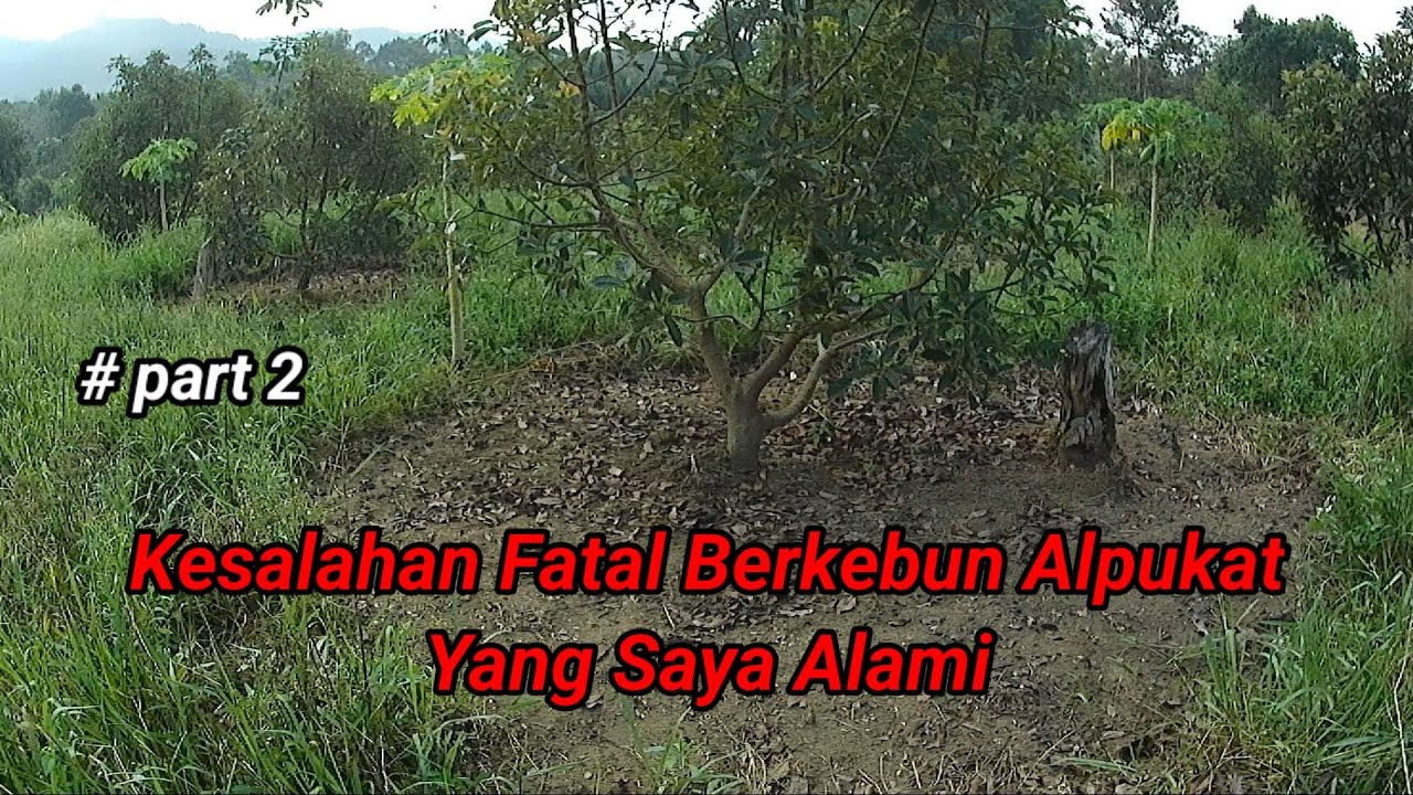 Kesalahan Fatal Berkebun Alpukat Yang Saya Alami #Part2 / Avocado Gardening Mistakes