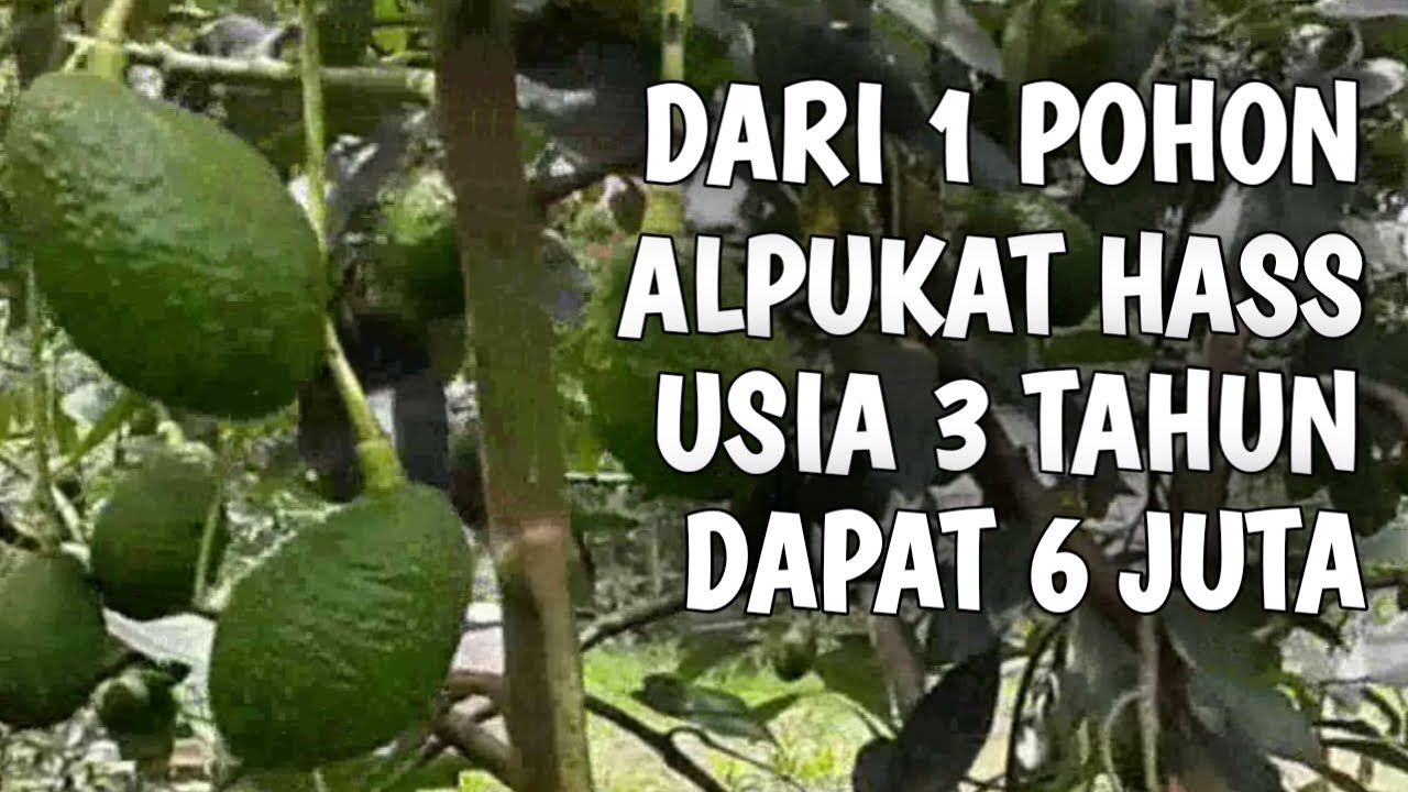 Alpukat Hass di Dataran Tinggi Berbuah Lebat dan Produktif