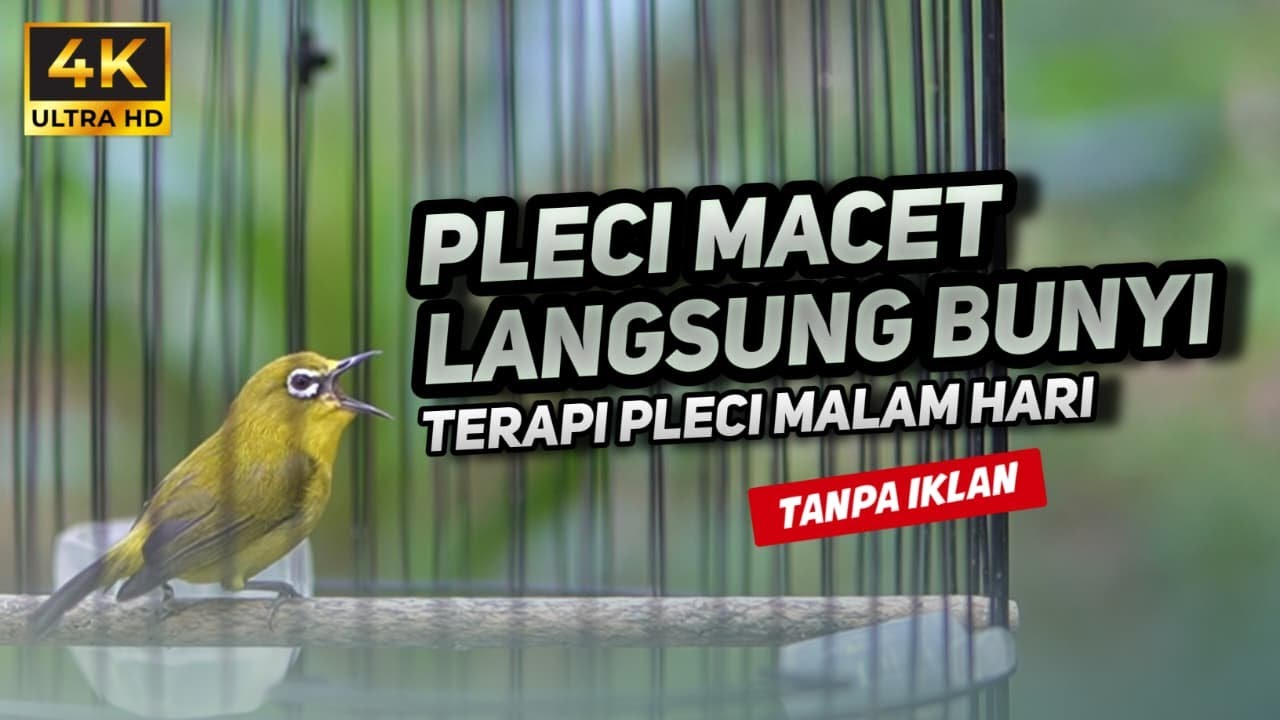 PANCINGAN PLECI MACET LANGSUNG BUNYI | MASTERAN PLECI MACET AGAR CEPAT GACOR