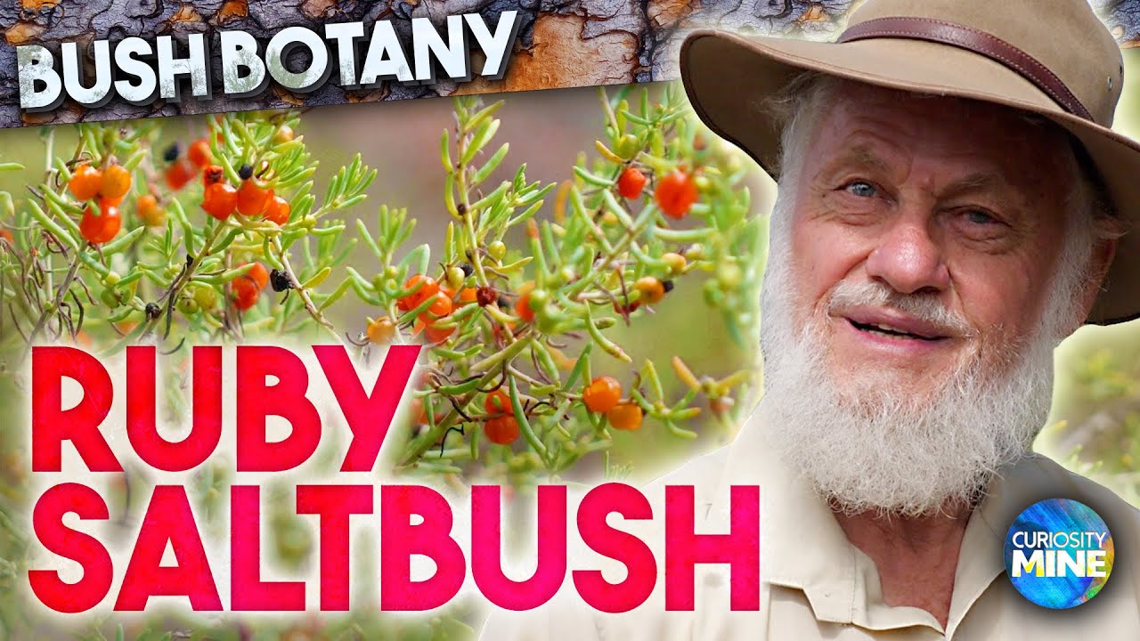Ruby Saltbush - Bush Botany @ Lightning Ridge